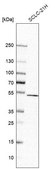Anti-CNOT11 antibody produced in rabbit Prestige Antibodies® Powered by Atlas Antibodies, affinity isolated antibody