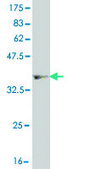 Monoclonal Anti-HNF4A antibody produced in mouse clone 1F12, purified immunoglobulin, buffered aqueous solution