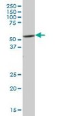 Anti-PTK6 antibody produced in mouse purified immunoglobulin, buffered aqueous solution