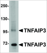 Anti-TNFAIP3 antibody produced in rabbit affinity isolated antibody, buffered aqueous solution, ab1