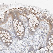 Anti-ZZEF1 antibody produced in rabbit Prestige Antibodies® Powered by Atlas Antibodies, affinity isolated antibody, buffered aqueous glycerol solution, ab2