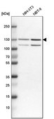 Anti-IPO7 antibody produced in rabbit Prestige Antibodies® Powered by Atlas Antibodies, affinity isolated antibody, buffered aqueous glycerol solution