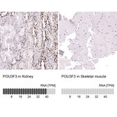 Monoclonal Anti-POU3F3 antibody produced in mouse Prestige Antibodies® Powered by Atlas Antibodies, clone CL15308, purified antibody (Protein A)