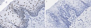 Anti-TLE3 Antibody, clone 1D15 ZooMAb® Rabbit Monoclonal recombinant, expressed in HEK 293 cells