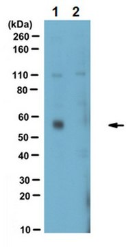 Anti-Atg13 Antibody serum, from rabbit