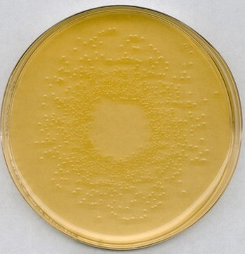 Nutrient agar NutriSelect&#174; Prime, acc. to German Standard Methods, granular, for heterotrophic bacteria, pkg of 500&#160;g, pkg of 5&#160;kg