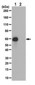 Anti-acetyl-c-Myc (Lys148) Antibody from rabbit, purified by affinity chromatography