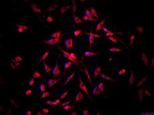 OSUMMER.2 Mouse NRAS-Mutant Melanoma Cell Line