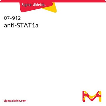 anti-STAT1a