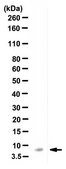 Anti-CCL4/MIP1β Antibody, clone 4G11.10.5