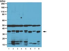 Anti-eIF4A3 Antibody serum, from rabbit
