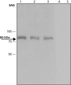 Anti-Dab-1 (C-terminal) from rabbit ~1 mg/mL, affinity isolated antibody, buffered aqueous solution