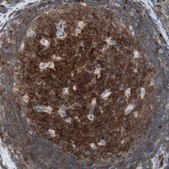 Anti-MAP4K1 antibody produced in rabbit Prestige Antibodies® Powered by Atlas Antibodies, affinity isolated antibody, buffered aqueous glycerol solution