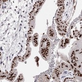 Anti-TFAP2A antibody produced in rabbit Prestige Antibodies® Powered by Atlas Antibodies, affinity isolated antibody, buffered aqueous glycerol solution