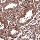 Anti-PSMA1 antibody produced in rabbit Prestige Antibodies® Powered by Atlas Antibodies, affinity isolated antibody, buffered aqueous glycerol solution