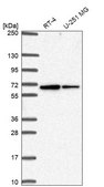Anti-SLC30A6 antibody produced in rabbit Prestige Antibodies® Powered by Atlas Antibodies, affinity isolated antibody, buffered aqueous glycerol solution