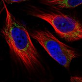 Anti-NDUFAF4 antibody produced in rabbit Prestige Antibodies® Powered by Atlas Antibodies, affinity isolated antibody, buffered aqueous glycerol solution