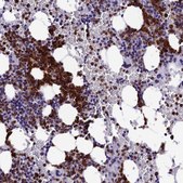 Anti-MFSD2B antibody produced in rabbit Prestige Antibodies® Powered by Atlas Antibodies, affinity isolated antibody, buffered aqueous glycerol solution