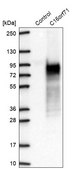 Anti-C16orf71 antibody produced in rabbit Prestige Antibodies® Powered by Atlas Antibodies, affinity isolated antibody, buffered aqueous glycerol solution