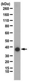 Anti-SOX17 from rabbit, purified by affinity chromatography