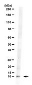 Anti-Peptide YY Antibody from chicken, purified by affinity chromatography