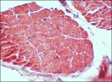 Anti-Guanylyl Cyclase α1 antibody produced in rabbit IgG fraction of antiserum, buffered aqueous solution