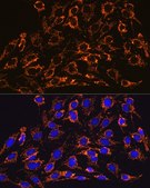 Anti-HSP60/HSPD1 antibody produced in rabbit
