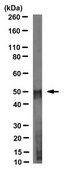 Anti-Cereblon Antibody, clone 4A7H6 clone 4A7H6, from mouse