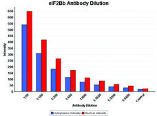 Anti-eIF2Bβ (N-terminal) antibody produced in rabbit ~1.0 mg/mL, affinity isolated antibody, buffered aqueous solution