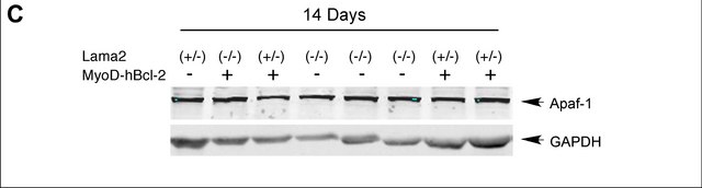 Anti-Apaf-1 Antibody, NT Chemicon&#174;, from rabbit