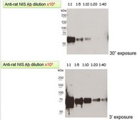 Anti-Sodium-Iodine Symporter (NIS) C-term from rabbit