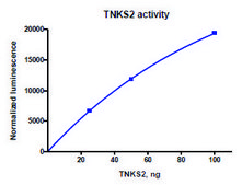 Tankyrase 2 [849-1166] active human recombinant, expressed in baculovirus infected Sf9 cells, ≥30% (SDS-PAGE)