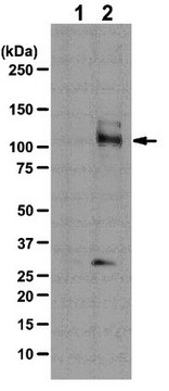 Anti-phospho-Mypt1 (Ser507) Antibody from rabbit, purified by affinity chromatography