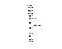 Anti-ICDH serum, from rabbit