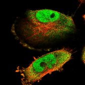 Anti-C15orf52 antibody produced in rabbit Prestige Antibodies® Powered by Atlas Antibodies, affinity isolated antibody, buffered aqueous glycerol solution
