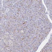 Anti-F11R antibody produced in rabbit Prestige Antibodies® Powered by Atlas Antibodies, affinity isolated antibody, buffered aqueous glycerol solution