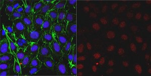 Anti-Thymine-DNA Glycosylase Antibody from rabbit, purified by affinity chromatography