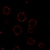 BioTracker™ FQ Orange Cox-2 Live Cell Probe