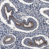 Anti-CHST10 antibody produced in rabbit Prestige Antibodies® Powered by Atlas Antibodies, affinity isolated antibody, buffered aqueous glycerol solution