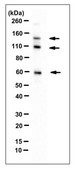 Anti-ZFX Antibody, clone 3E8.1 clone 3E8.1, from mouse