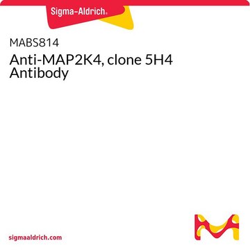 Anti-MAP2K4, clone 5H4 Antibody