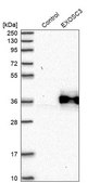 Anti-EXOSC3 antibody produced in rabbit Prestige Antibodies® Powered by Atlas Antibodies, affinity isolated antibody, buffered aqueous glycerol solution
