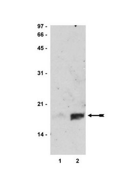 Anti-acetyl-Histone H3 (Lys14) Antibody Upstate&#174;, from rabbit
