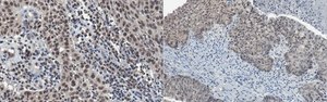 Anti-Beta-IV spectrin Antibody, clone N393/76 clone N393/76, from mouse