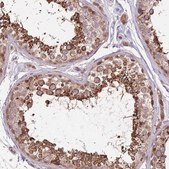 Anti-POLR3F antibody produced in rabbit Prestige Antibodies® Powered by Atlas Antibodies, affinity isolated antibody, buffered aqueous glycerol solution