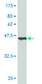 Monoclonal Anti-COMMD1 antibody produced in mouse clone 2A12, purified immunoglobulin, buffered aqueous solution