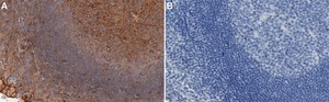Anti-RPS25 Antibody, clone 3G15 ZooMAb® Rabbit Monoclonal recombinant, expressed in HEK 293 cells