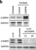 Anti-C/EBP-β antibody produced in rabbit affinity isolated antibody