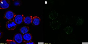 Anti-CD16a Antibody, clone 1E6 ZooMAb® Rabbit Monoclonal recombinant, expressed in HEK 293 cells