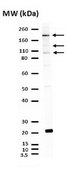 Anti-Partitioning-defective 3 Antibody Upstate®, from rabbit